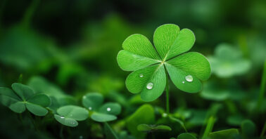 Closeup of a four leaf clover