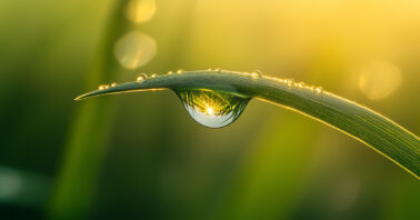Raindrop on a blade of grass