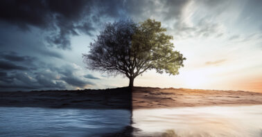 Lone tree symbolising choice