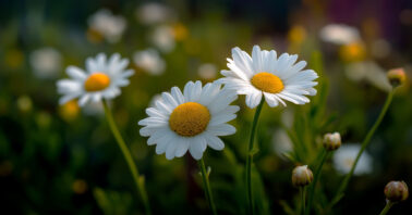 Daisy flowers