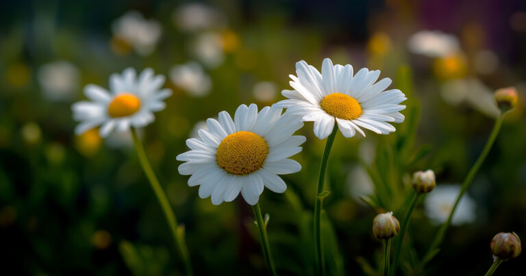Daisy flowers