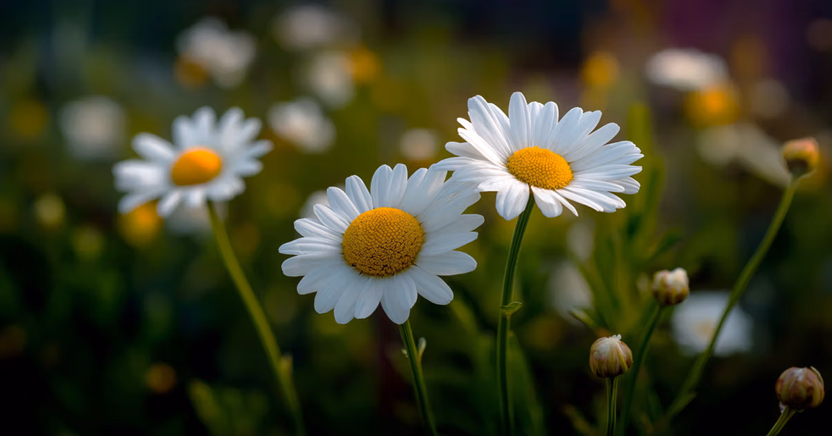 Daisy flowers