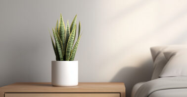 Indoor snake plant on bedside table