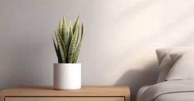Indoor snake plant on bedside table