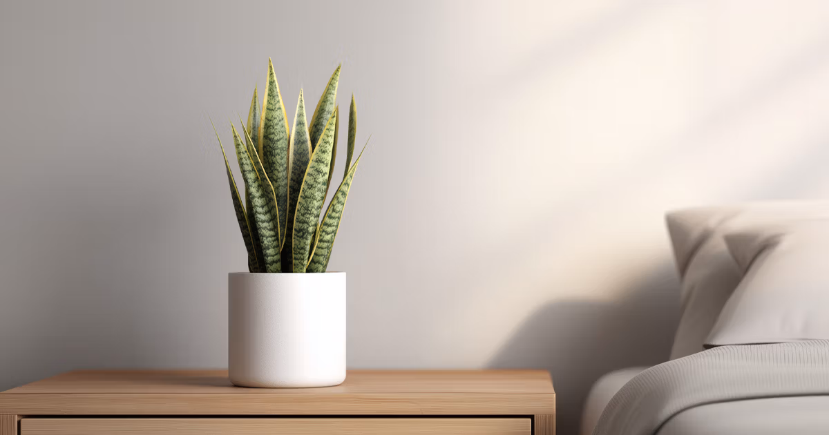 Indoor snake plant on bedside table