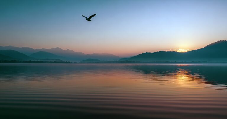 Bird flying over a lake at sunrise