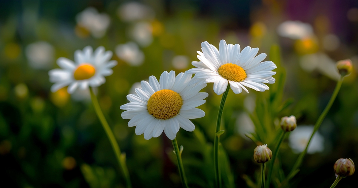 Daisy flowers